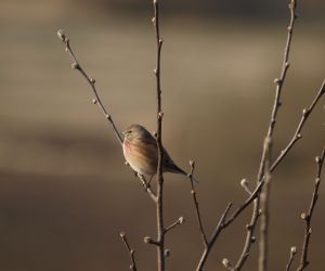 “Lower Vistula Valley” PLB 040003 – The Area of Special Bird Protection