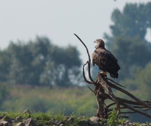 “Lower Vistula Valley”