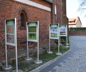 Urzekająca przyroda zachwyca przy gniewskim kościele