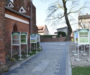 Urzekająca przyroda zachwyca przy gniewskim kościele