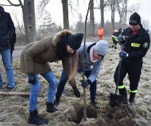 Akcja uzupełniania drzewostanu - 20 grudnia 2017 r.