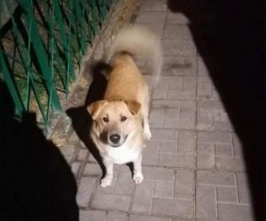Pies szuka domu