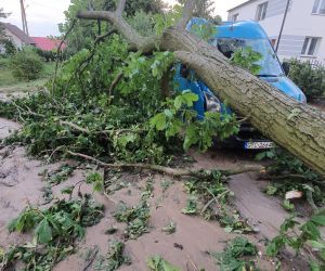 Skutki wczorajszych nawałnic - drzewo powalone na samochód