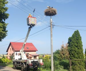 Trwa akcja liczenia bocianów