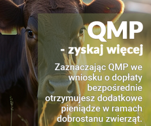 infografika