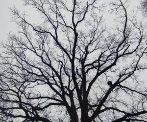 Czynna ochrona przyrody gminy Gniew