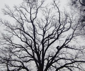 Czynna ochrona przyrody gminy Gniew