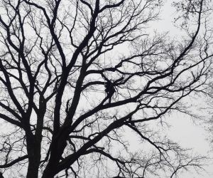 Czynna ochrona przyrody gminy Gniew