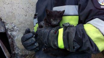 Kot uratowany przez strażaków z OSP Gniew