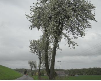 Dobra Ludwika, Piękna Rept i Kronselki z Niziny Walichnowskiej