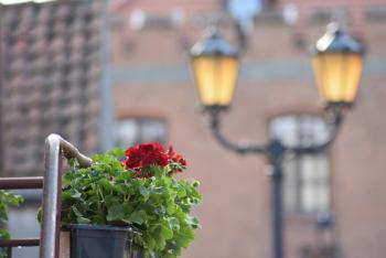 Akcja zakończona- doniczki pelargonii zdobią starówkę