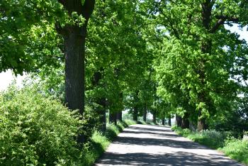 Oprysk drzew na drodze z Kursztyna do Cierzpic