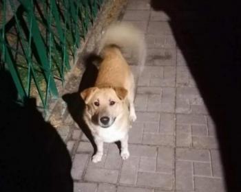Znasz tego psa?