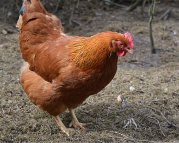 Komunikat Powiatowego Lekarza Weterynarii w Tczewie dotyczący występowania ptasiej grypy podtypu H5N8