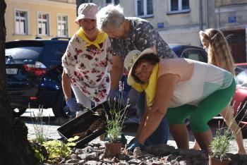 Na gniewskim rynku zapachniało lawendą