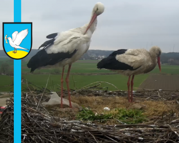 Para bocianów na gniewskim kominie