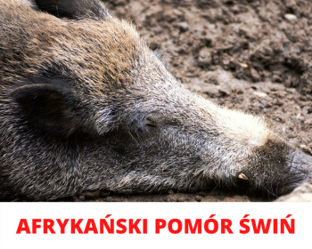 Afrykański pomór świń