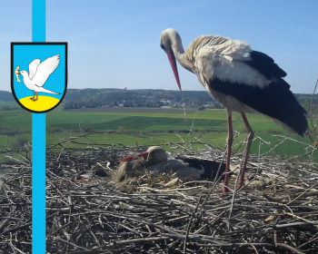Podglądaj gniewskie bociany na żywo