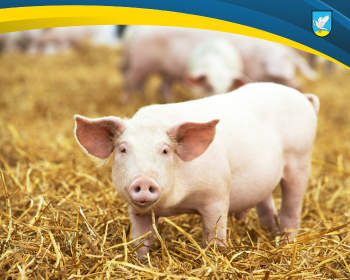 Badanie pogłowia świń oraz produkcji żywca wieprzowego (R-ZW-S)